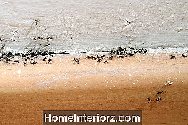 9 Etapas simples para se livrar de formigas e manter as formigas fora