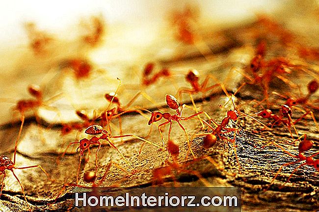 Controlando Ant Budding