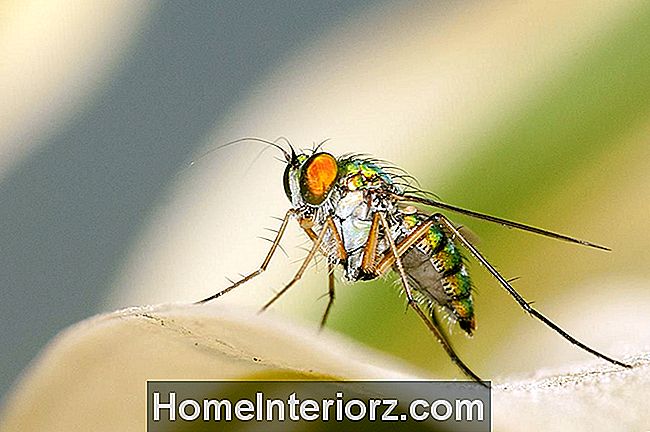A casa imunda Fly espalha doença e doença