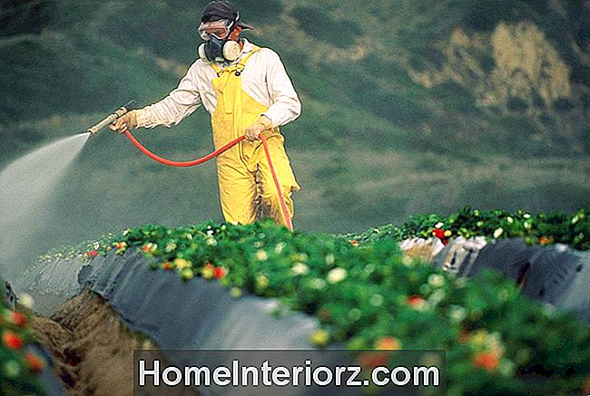 Arbeitskraft, die Erdbeerfelder mit Schädlingsbekämpfungsmittel sprüht