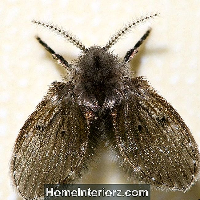Drain fly eller Moth fly (Psychoda sp.)