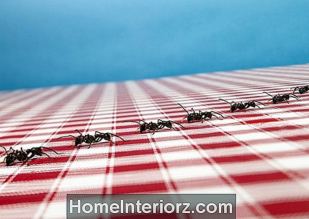Stop een mierenbesmetting in zijn sporen