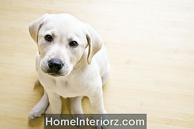 As 3 melhores opções de piso de madeira para casas com cães