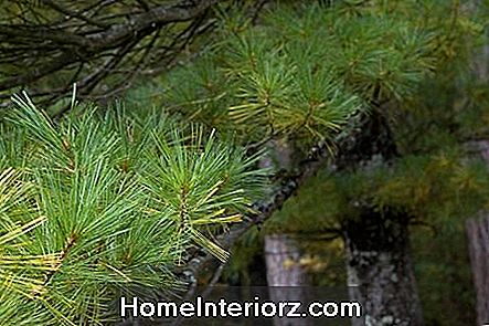 White Pine