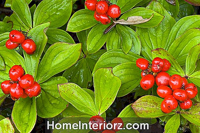Bunchberry augalai su raudonomis uogomis.
