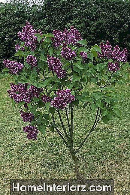 Liten Syringa vulgaris 'Mrs Edward Harding' (Lilac) tre