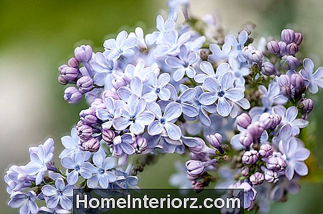 Wedgwood Blue Lilac