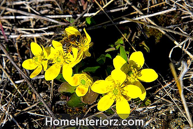 Botão de ouro de artemísia (Ranunculus glaberrimus)