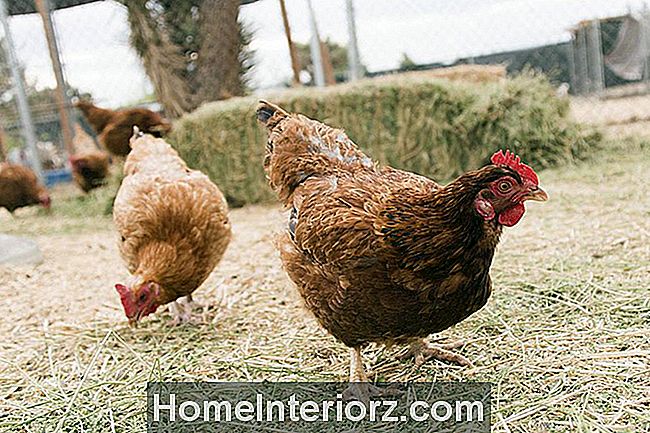 Род-Айленд Красный цыпленок на экологически устойчивой ферме в Ланкастере, штат Калифорния.