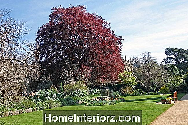 9-ornamental-trees-and-shrubs-with-purple-leaves-2.jpg
