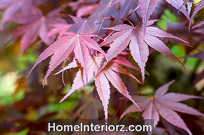 9-ornamental-trees-and-shrubs-with-purple-leaves-5.jpg