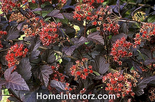 9-ornamental-trees-and-shrubs-with-purple-leaves-8.jpg