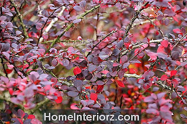 9-ornamental-trees-and-shrubs-with-purple-leaves.jpg