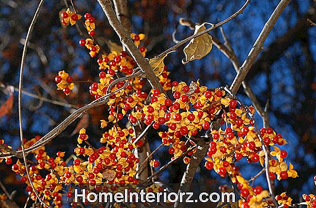 Image: baies d'automne de vigne douce-amère.