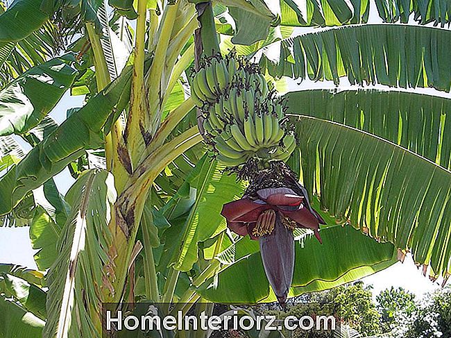 Perfil crescente da árvore de banana