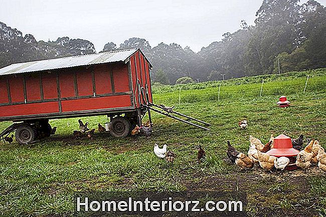 Frittgående kyllinger fôring utenfor et mobilt coop