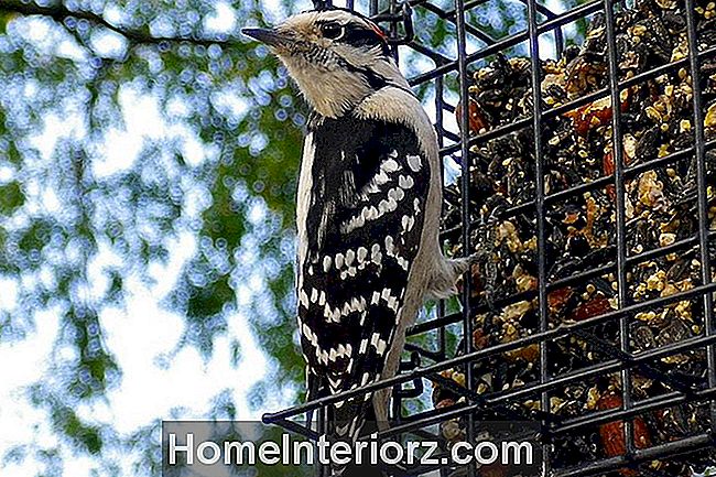 Downy Woodpecker på en Suet Feeder
