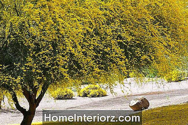 Paloverde árvore em plena floração
