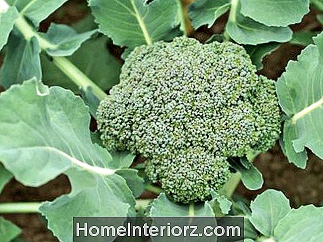 Broccoli F1 