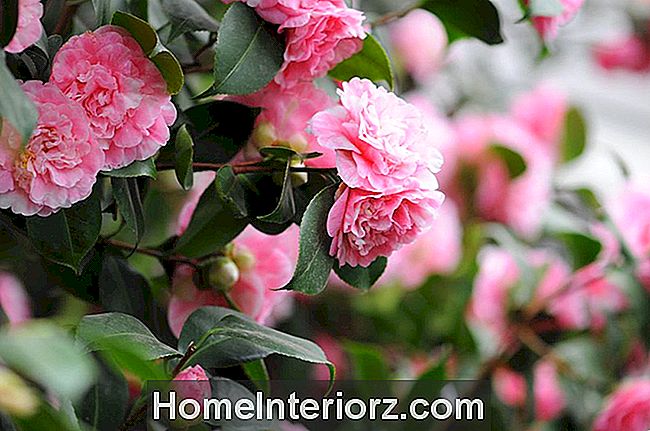 Rosa Camellia Japonica Bush