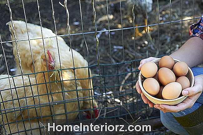Coletando e limpando ovos de galinha
