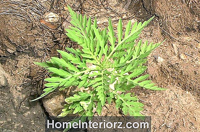 Una pianta di ambrosia comune che esce dal terreno.