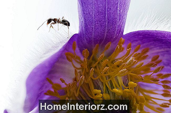 Çiçek Bahçesinde Karıncaları Kontrol Et