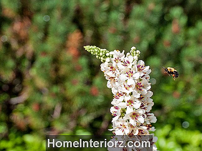 Пчела, приближающаяся к цветку