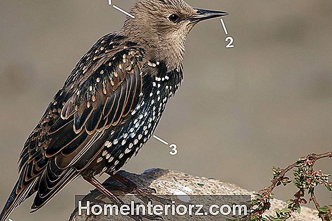 Starling europeo - Molting Juvenile