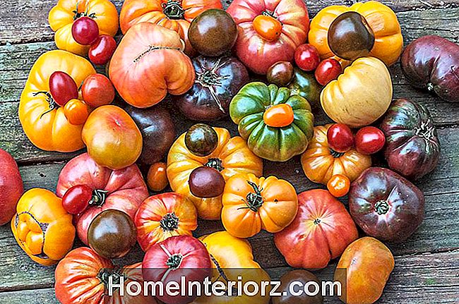 Pomidorų įvairovės kolekcija