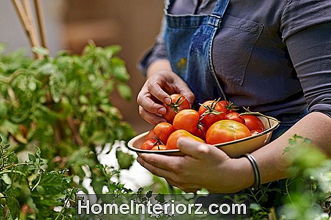 Moteris, paimanti pomidorus iš vynmedžio