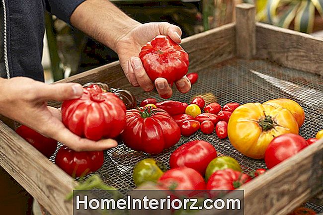 Įvairių rūšių pomidorų krepšelyje yra klasteris
