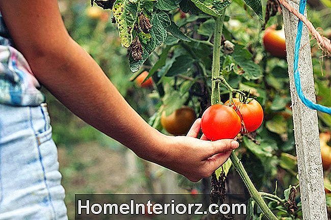 Proteção contra congelamento para tomates, pimentas e berinjela
