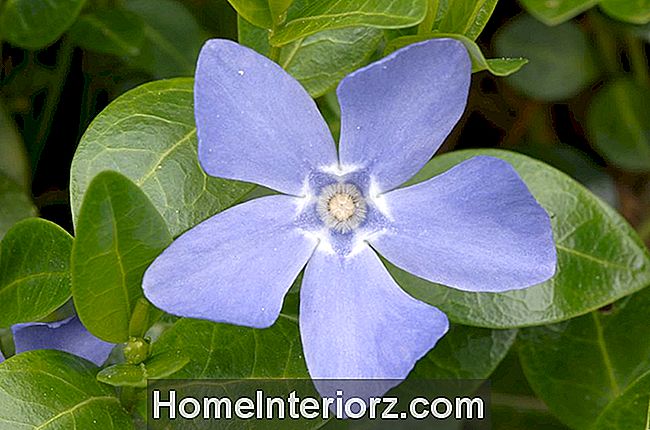 Flor azul da tampa do solo menor de Vinca.