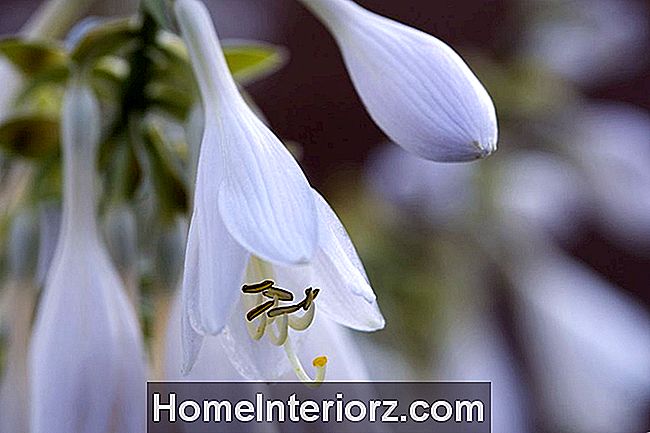 Hosta plantaginea Цветы