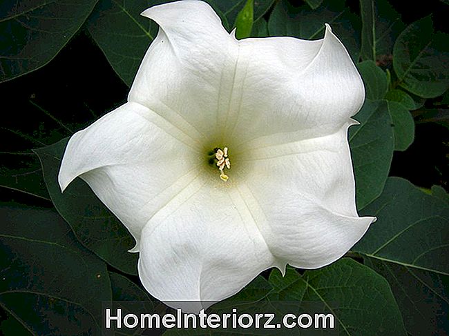 Moonflower (Ipomoea alba)