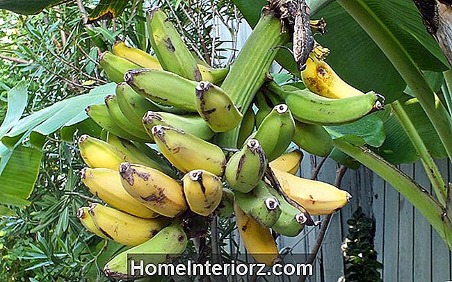 Bananer som en afrodisiakum