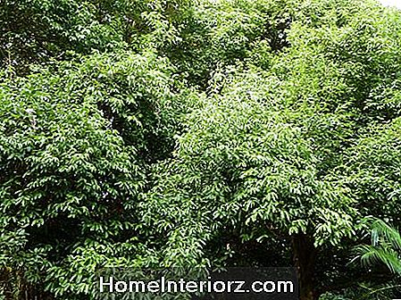 Tikrojo cinamono medžio paveikslėlis