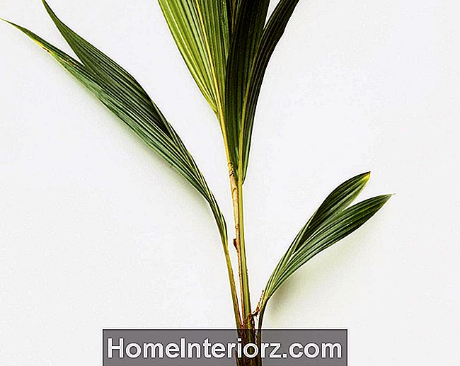 Wachsende Kokosnuss-Palmen als eine Zimmerpflanze