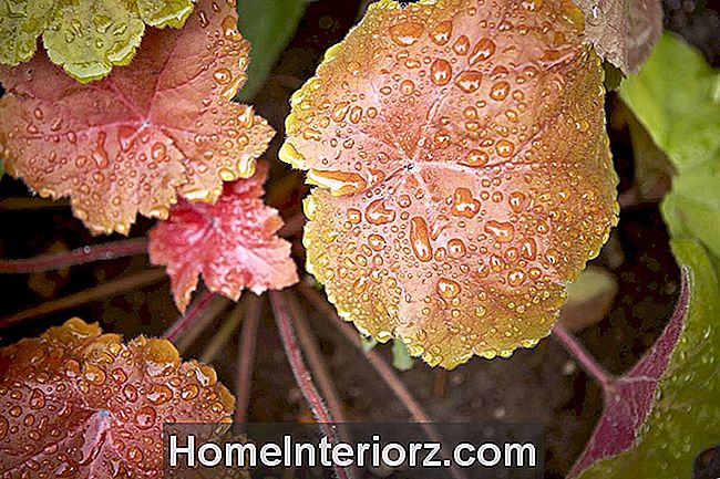 Красочные листья коралловых колоколов