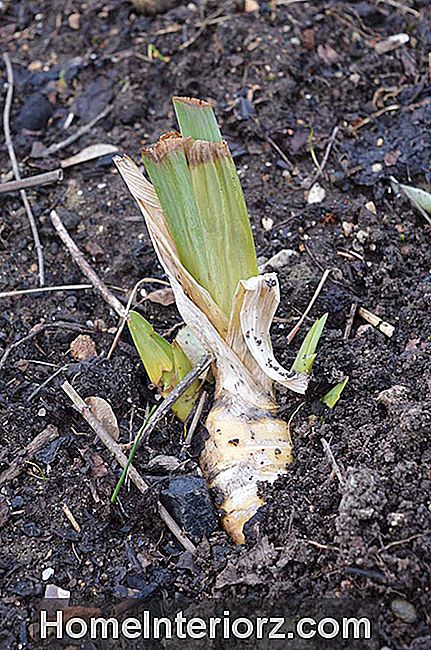 Rizoma de íris plantado