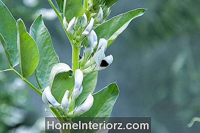 Fava Bohnenpflanze
