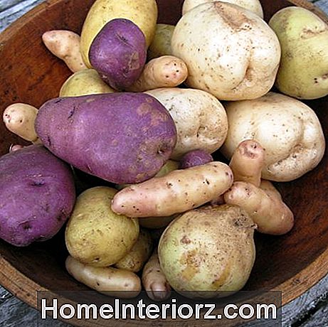 Como Cultivar Batatas Orgânicas em Recipientes