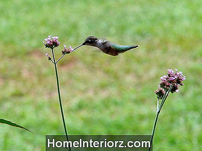 Kolibrie Voeden op Verbena bonariensis