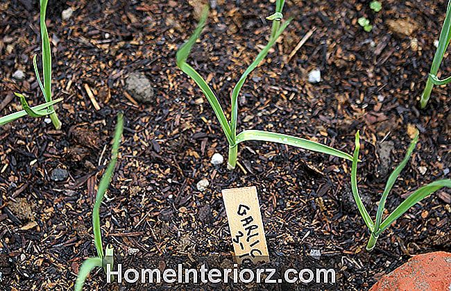 Como preparar o solo para cultivar alho