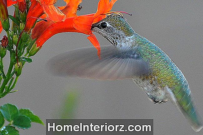 Hummingbird Gathering Pollen