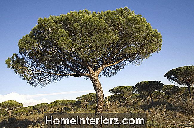 Dicas de cultivo de pinheiro de pedra italiana