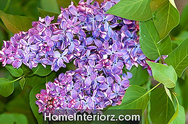 Violets (attēls) ir liels, skaists, smaržīgs. Maiņā violetie ziedi zied.