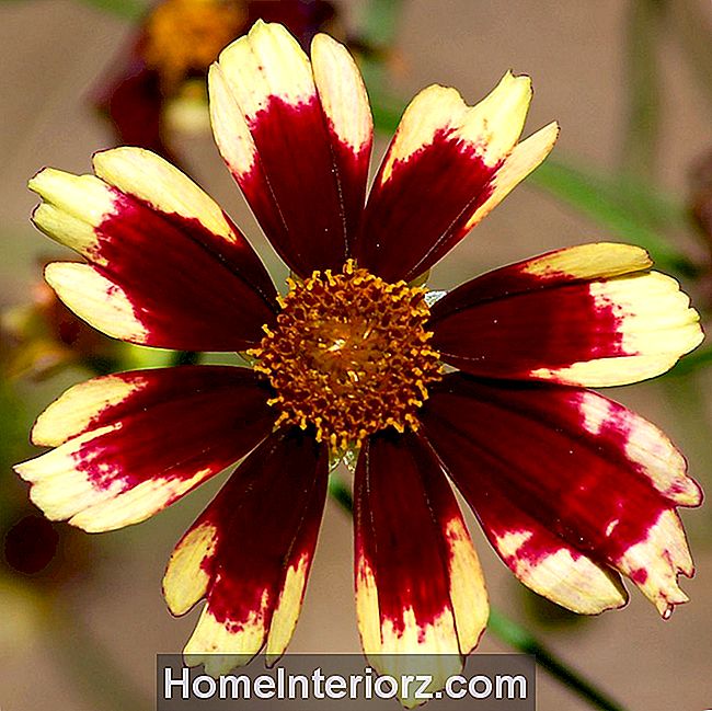 Bitki Seçiminize Kırmızı Çiçekler Dahil Et 💡 Bahçıvanlık TR