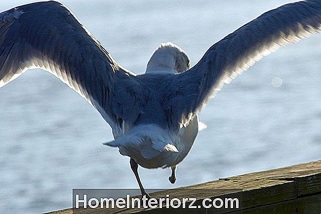 Einbeinige Vögel - Wie Sie Überleben Und Wie Sie Helfen Können ð¡
